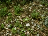 White snakeroot : Population