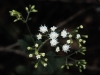 White snakeroot : Flower
