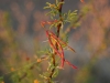White-thorn Acacia, Mescat Acacia: Fruit