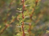 White-thorn Acacia, Mescat Acacia: Stem