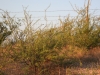 White-thorn Acacia, Mescat Acacia: Whole Plant