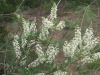 Whitebrush, Beebrush: Flower