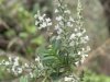 Whitebrush, Beebrush: Flower