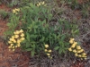 Wild indigo: Whole Plant