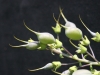 Wild indigo: Fruit
