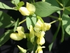 Wild indigo: Flower