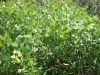 Wild indigo: Whole Plant