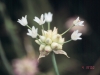 Wild Onion: Fruit