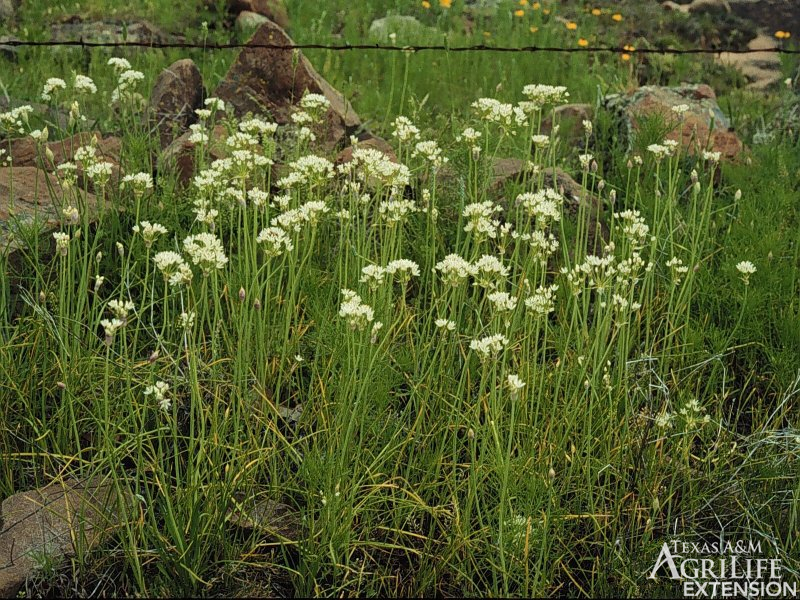 onion wild onions texas plants plant range rangeplants tamu