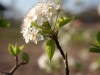 Wild Plum, Cherry, Peach: Flower