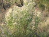 Willow baccharis: Whole Plant