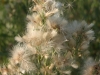 Willow baccharis: Flower