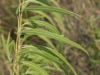 Willow: Leaf