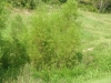 Willow: Whole Plant