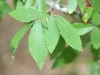 Winged elm: Leaf