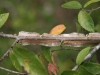 Winged elm: Stem