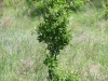 Winged elm: Whole Plant