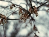 Winged elm: Fruit