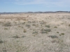 Woolly loco, Woolly locoweed: Population