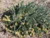 Woolly loco, Woolly locoweed: Whole Plant