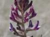 Woolly loco, Woolly locoweed: Flower