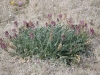 Woolly loco, Woolly locoweed: Whole Plant