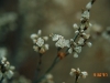 Wright buckwheat: Flower