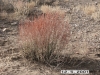 Wright buckwheat: Whole Plant