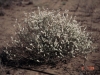 Wright buckwheat: Whole Plant