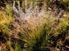 Wright threeawn: Whole Plant