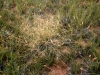 Wright threeawn: Whole Plant