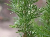 Yankeeweed, Rosinweed: Leaf