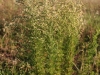 Yankeeweed, Rosinweed: Whole Plant