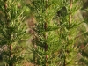 Yankeeweed, Rosinweed: Stem