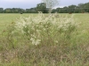 Yankeeweed, Rosinweed: Whole Plant