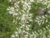 Yankeeweed, Rosinweed: Flower