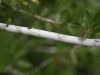 Yaupon: Stem
