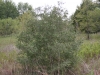 Yaupon: Whole Plant