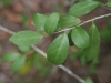 Yaupon: Leaf