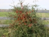 Yaupon: Whole Plant