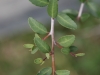 Yaupon: Leaf