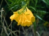 Yellow bells: Flower