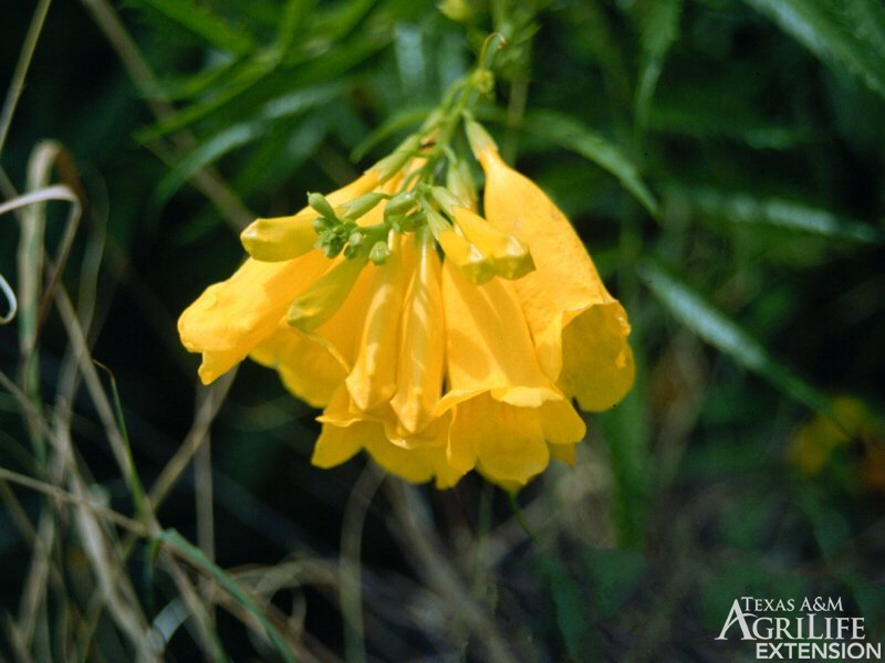 Yellow bell sale flower