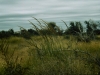 Yellow Indiangrass: Whole Plant