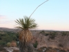 Soaptree Yucca: Whole Plant