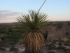 Soaptree Yucca: Whole Plant