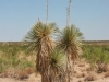 Soaptree Yucca: Whole Plant