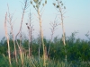 Yucca: Whole Plant