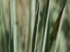 Yucca: Leaf
