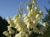 Wavey Leaf Yucca: Flower